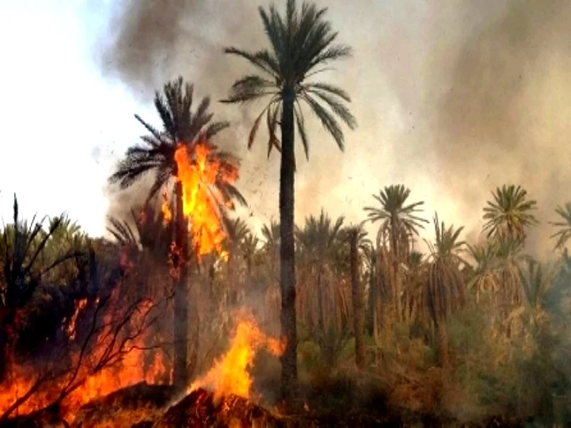 Incendies dévastateurs dans l'oasis d'Aït Ouirane : un coup dur pour les habitants et l'économie 
