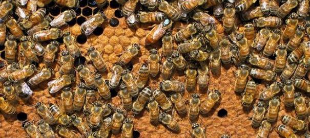 Les abeilles, aussi intelligentes que les êtres humains?