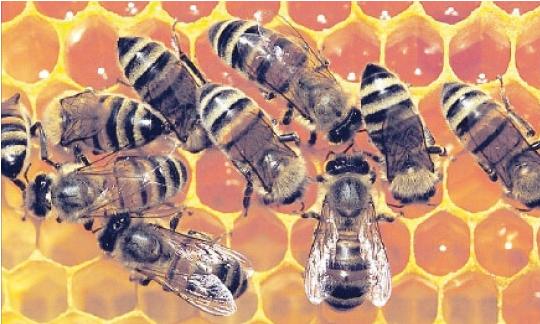 Valorisation de l’apiculture et de ses bienfaits thérapeutiques
