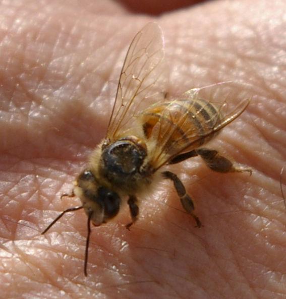 Sauvegarde de l’abeille saharienne