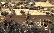 Impact des pesticides sur les abeilles