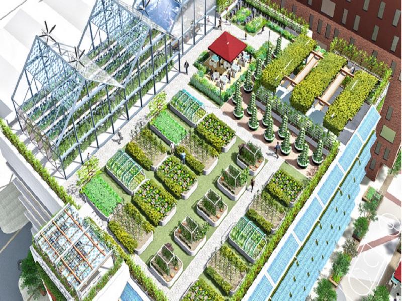 'Field work': drawing lessons from urban agriculture to facilitate transitions towards sustainable cities