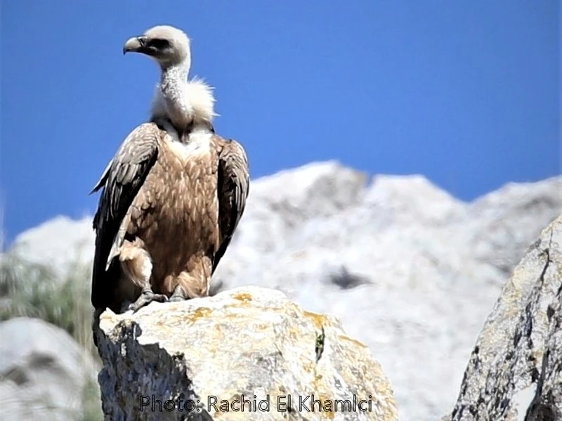 Maroc : Reproduction du vautour fauve pour la première fois depuis 40 ans