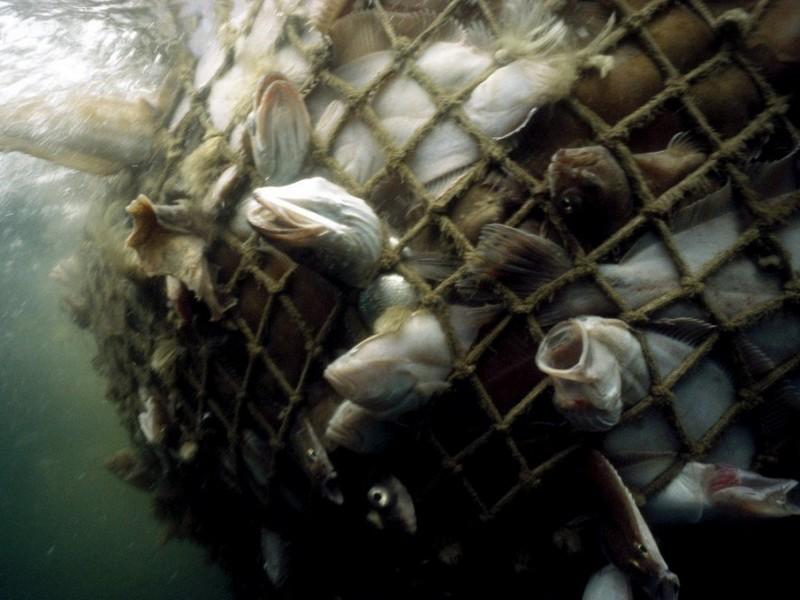 Comment la surpêche fait des ravages dans les océans