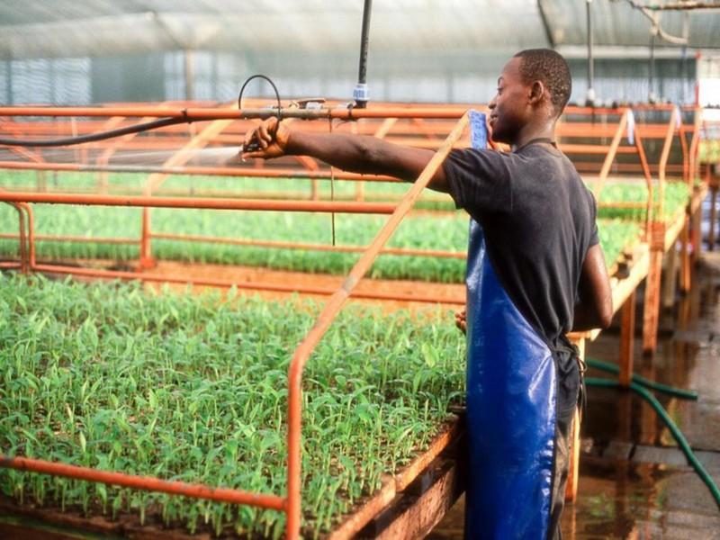 La création d’emplois décents dans l’agriculture réduirait la migration des jeunes La FAO appelle à relever les défis de la mise en place et du développement des entreprises agricoles
