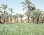 Lutte contre la désertification à Laâyoune et Smara  Organisation de rencontres 