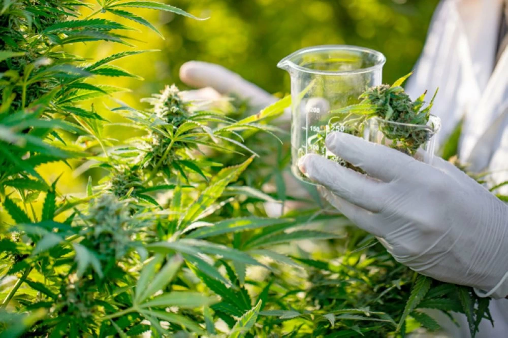 Produits Dérivés du Cannabis en Pharmacie : Entre Stigmatisation et Opportunité