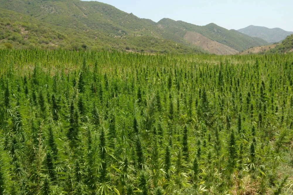 Inauguration de la première usine de transformation de cannabis légal à Taounate : un tournant pour l'industrie marocaine 