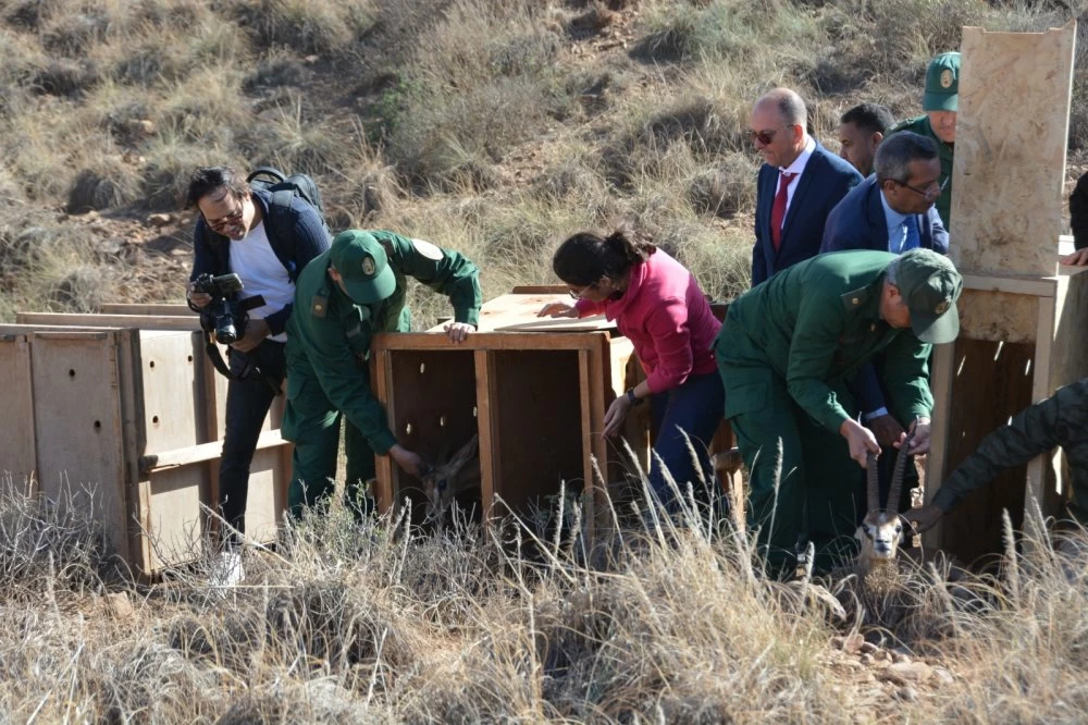 Réintroduction d'espèces menacées dans le Parc naturel de Chekhar : Un pas vers la préservation de la biodiversité et l'écotourisme durable