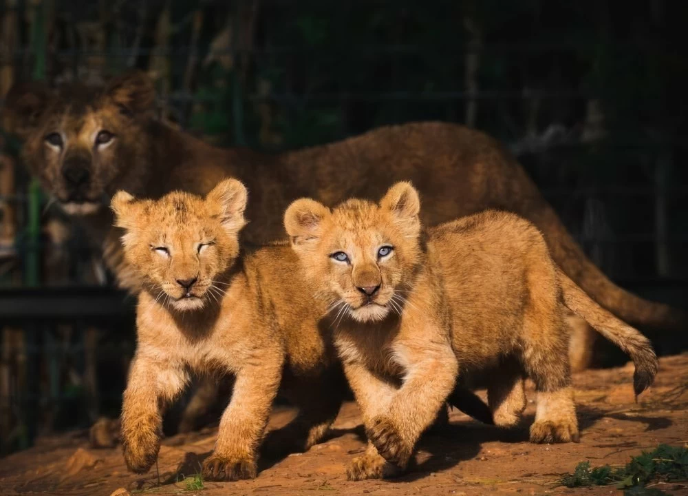 Naissance d'Azaghar : un lionceau de l'Atlas symbolise la réussite des efforts de conservation au Jardin Zoologique National de Rabat