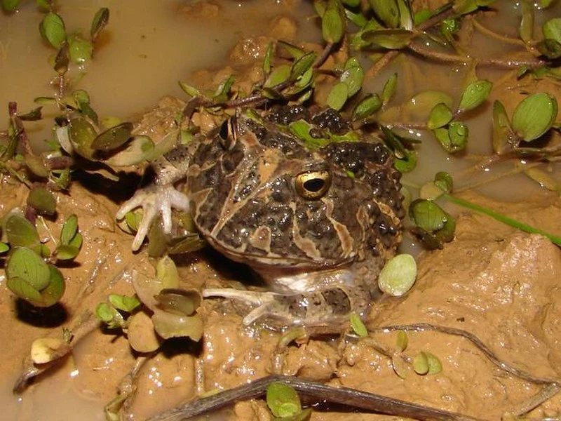 Paléontologie : Une nouvelle espèce de grenouilles découverte au Maroc