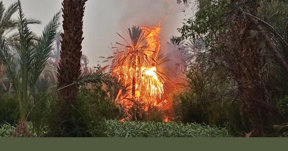 Incendie à Zagora : des centaines de palmiers détruits dans les oasis d’Aflandra