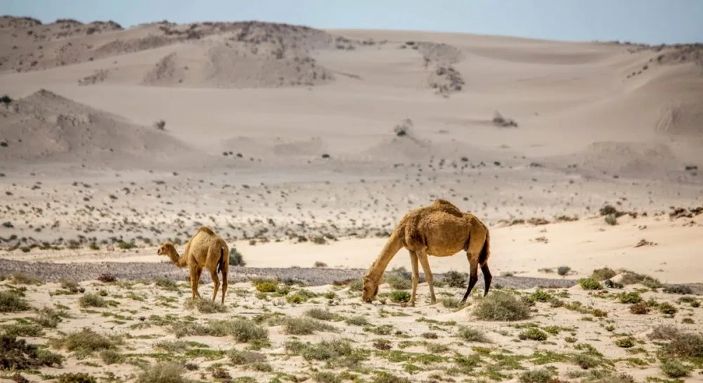 Biodiversité au Maroc : un Parc national en projet à Dakhla–Oued Eddahab