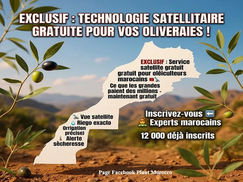 Oleiculture au Maroc : une plateforme satellite gratuite aide les oléiculteurs a optimiser l’irrigation et les rendements