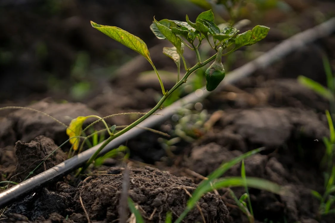 Modernisation de l'Irrigation au Maroc : 850.000 Hectares Équipés pour une Agriculture Durable et Compétitive