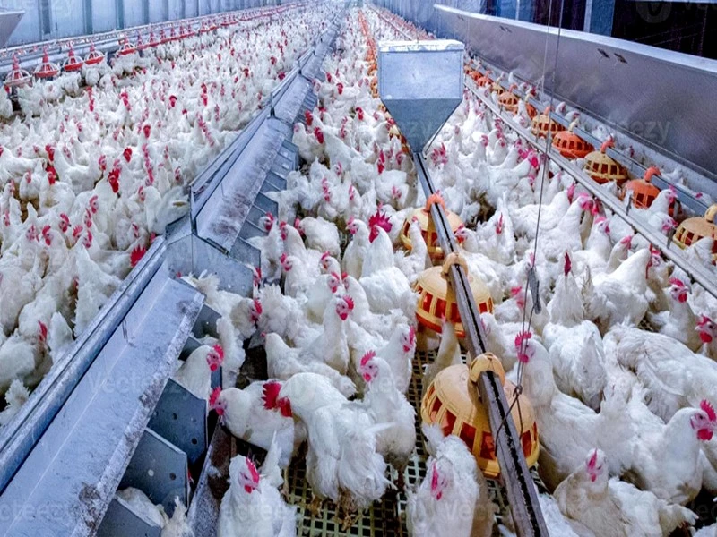 Produits avicoles : les prix reviendront à des niveaux abordables (Sadiki)