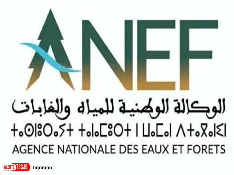 ALERTE TSGJB Incendies de forets au Maroc : l’ANEF alerte sur un risque extreme dans 12 provinces