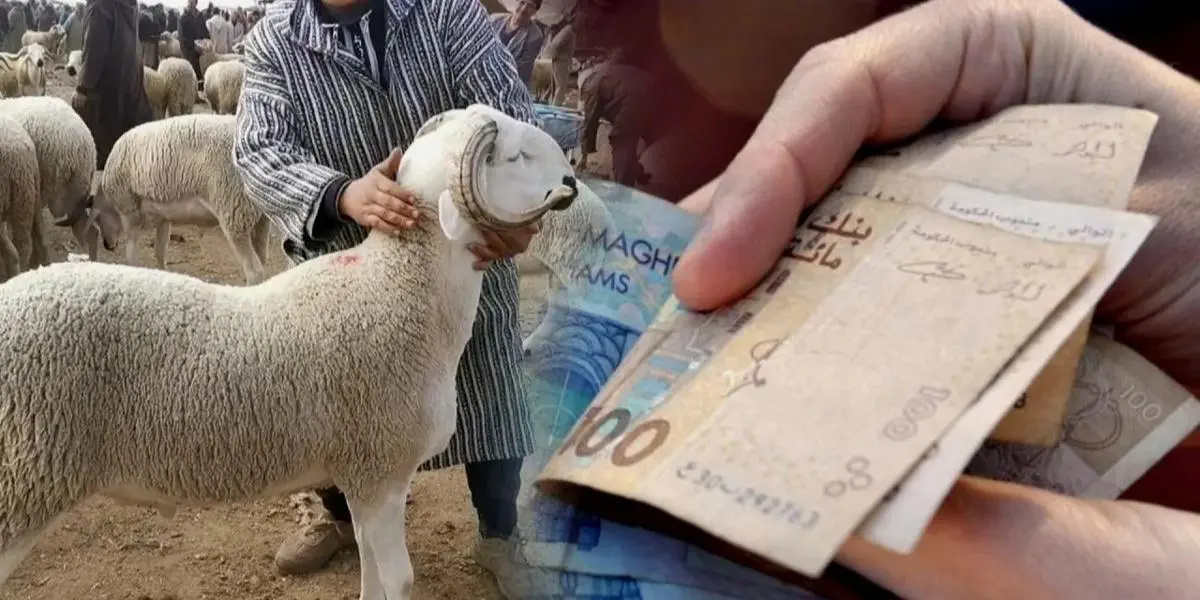 Aid Al Adha : le mouton coûtera plus cher cette année (VIDEO)