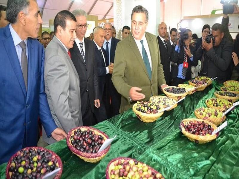 Olives: l'actuelle campagne évaluée à 2 millions de tonnes, le Maroc se hisse à la 4e position mondiale