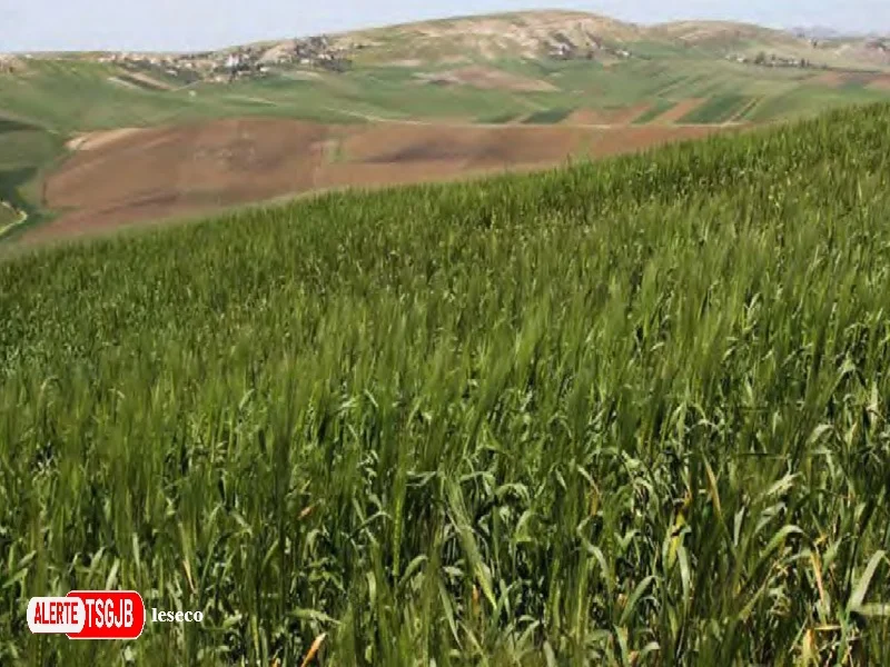 ALERTE TSGJB Agriculture au Maroc : anticiper les secheresses et stabiliser les prix alimentaires en 2026-2027