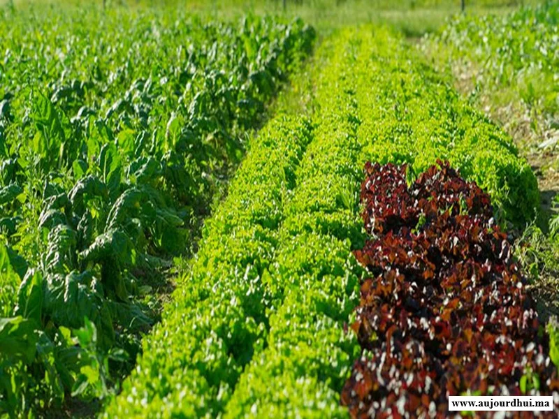 Agriculture bio : étude de faisabilité à Ighrem
