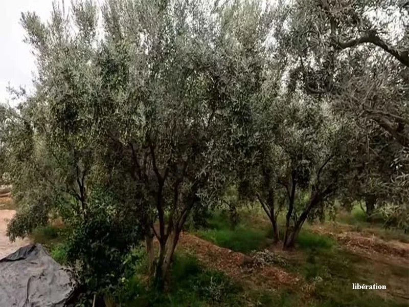 Agriculture marocaine : les bio-solutions et biopesticides au cœur de la lutte contre le changement climatique
