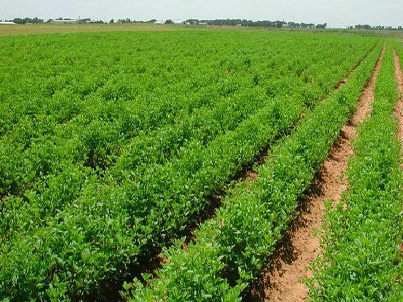 Un système participatif de garantie pour les fermes en agro écologie au Maroc