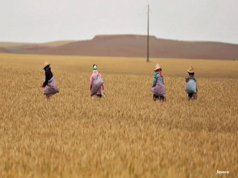 Emploi agricole au Maroc : penurie et sous-emploi