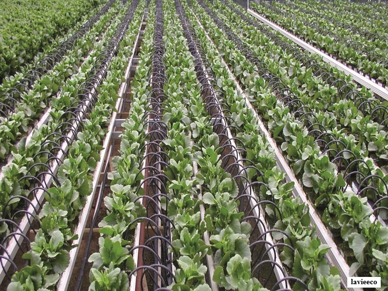 Dakhla : irrigation par dessalement et énergie éolienne pour 5.200 ha agricoles