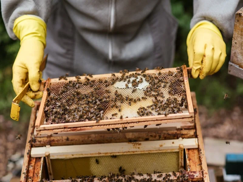 Préservation de l'abeille saharienne : enjeu pour le Maroc durable