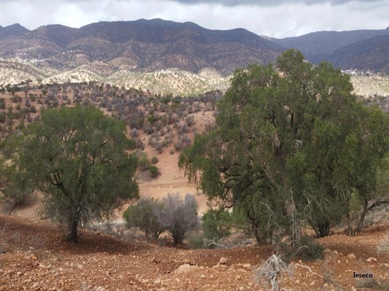 ANDZOA : nouvelle stratégie pour les zones oasiennes et montagneuses 