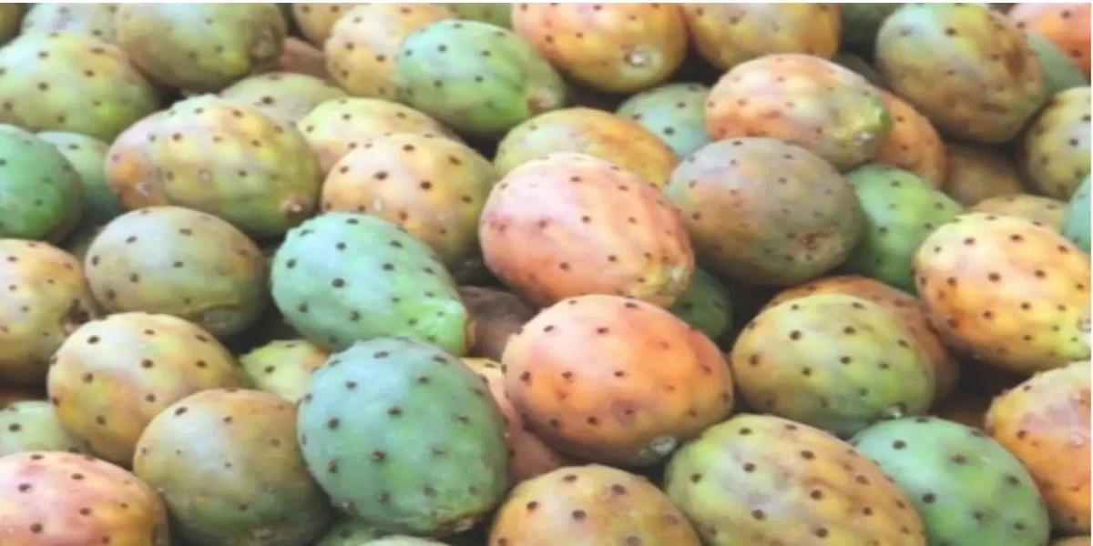 Maroc : Les prix des figues de barbarie en forte hausse à cause de la cochenille