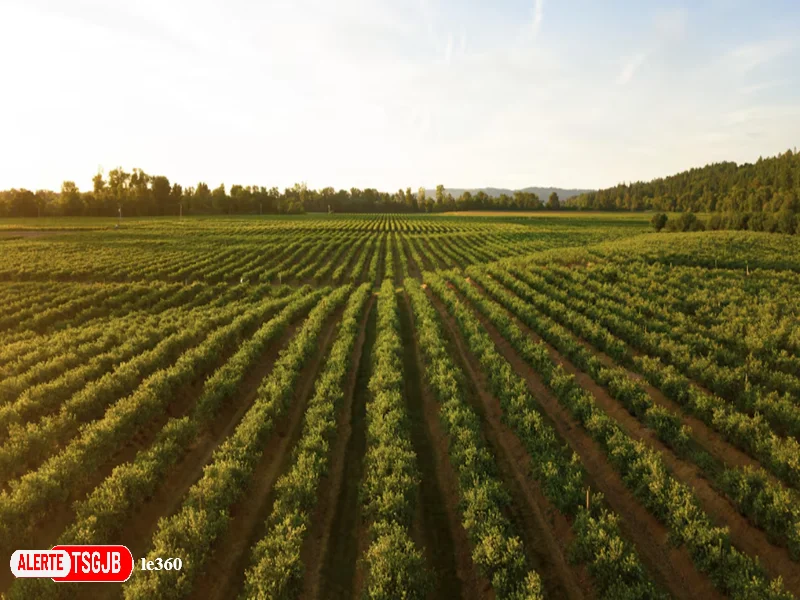 ALERTE TSGJB Campagne agricole 2026/2027 au Maroc : pluies, barrages remplis et reprise de l’agriculture  