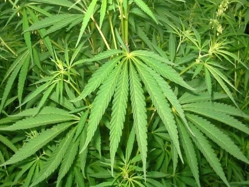 Usage légal du cannabis : six arrêtés sont nécessaires pour achever le dispositif