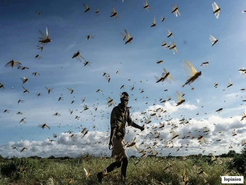 Criquets au Maroc : le Sud en niveau “menace”