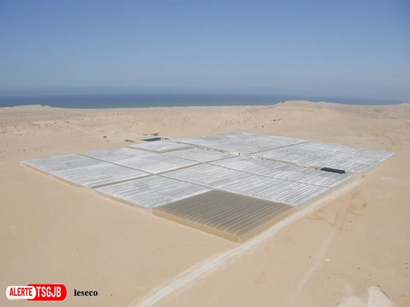 ALERTE TSGJB Dakhla : 35 projets agricoles lancés grace a l’irrigation par dessalement