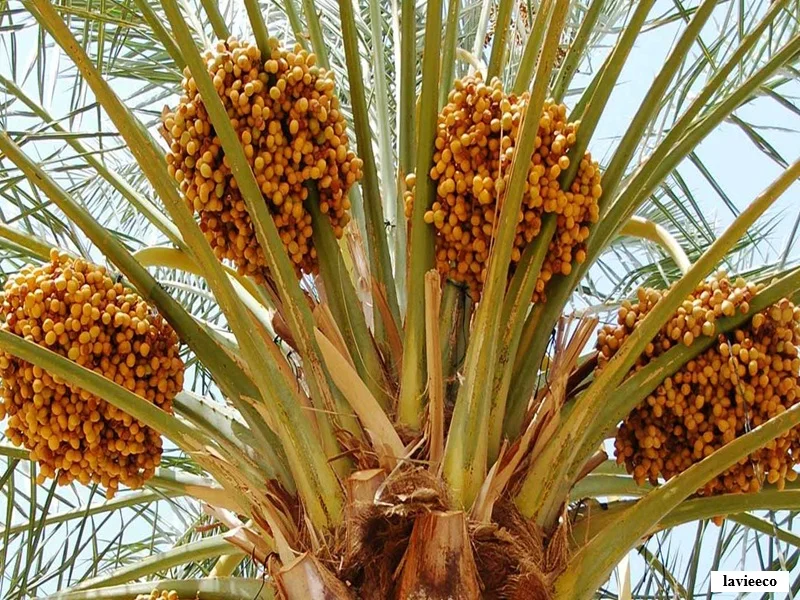 Maroc : production record de dattes à 160.000 tonnes en 2025