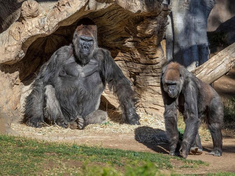 #COVID19_TRANSMISSION_AUX_GORILLES: Reperée une premiere fois au Zoo de San Diago