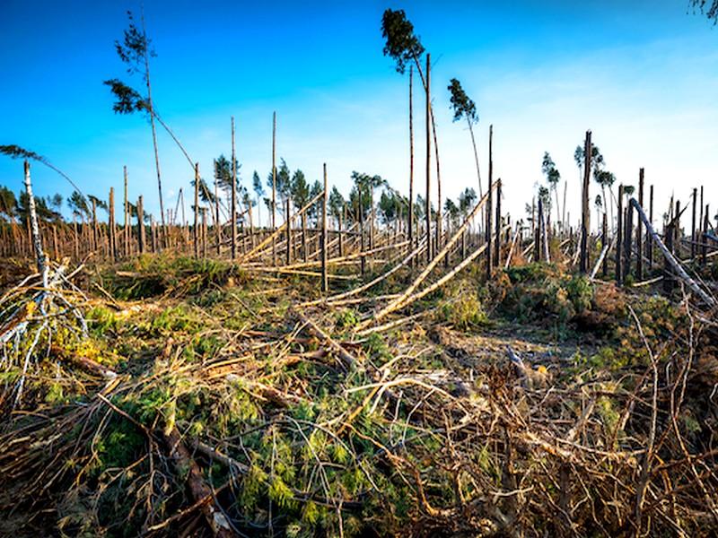 Déforestation record en 2018 : nous avons perdu 12 millions d’hectares de forêts tropicales