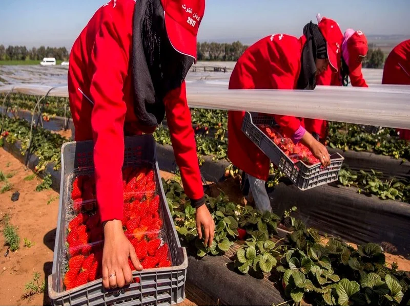 Troisième alerte européenne pour les fraises marocaines contaminées à l'hépatite A