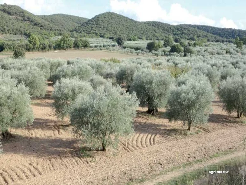 Vague de chaleur au Maroc : les oliveraies menacees, les experts alertent sur les risques pour la production d’olives