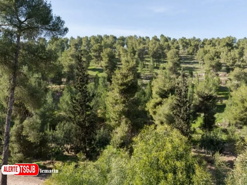 ALERTE TSGJB Forets au Maroc : un role cle pour l’economie rurale, l’élevage et la securite alimentaire