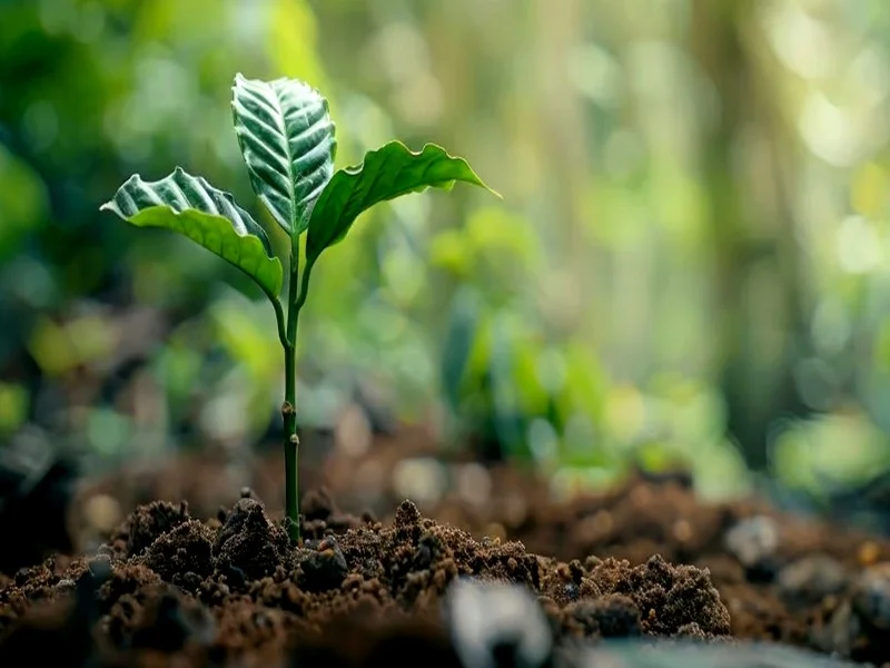 Réchauffement Climatique : Les Forêts Risquent de Devenir des Sources de CO2 Plutôt que des Puits de Carbone