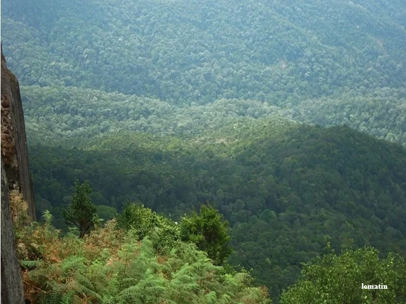 Forets du Maroc : la BEI mobilise 110 millions d’euros pour une gestion durable et inclusive