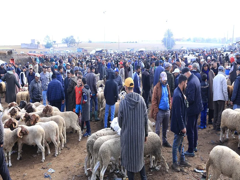 Flambée des Prix des Moutons à Had Soualem : Inquiétude à l'Approche de Aïd Al-Adha