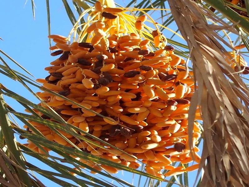 19e Moussem des Dattes de Taghjijt : Promouvoir les Énergies Renouvelables pour Sauvegarder l'Écosystème des Oasis