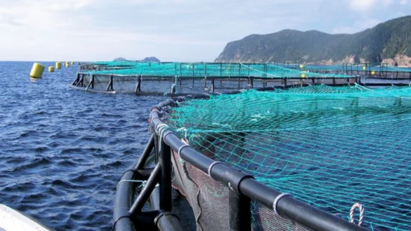 Comment la région Souss-Massa va devenir la capitale de l’aquaculture