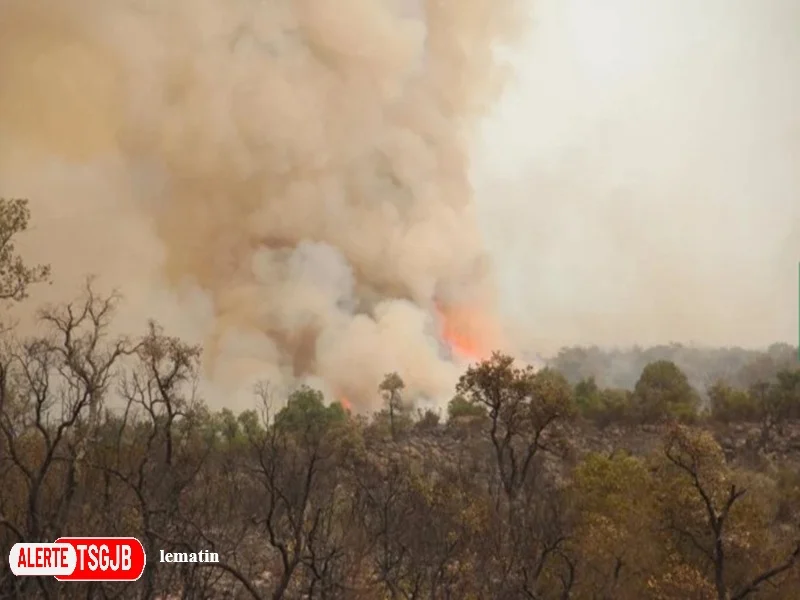 ALERTE TSGJB Incendies de foret au Maroc : le changement climatique accroit les risques malgre une meilleure maitrise des feuxv