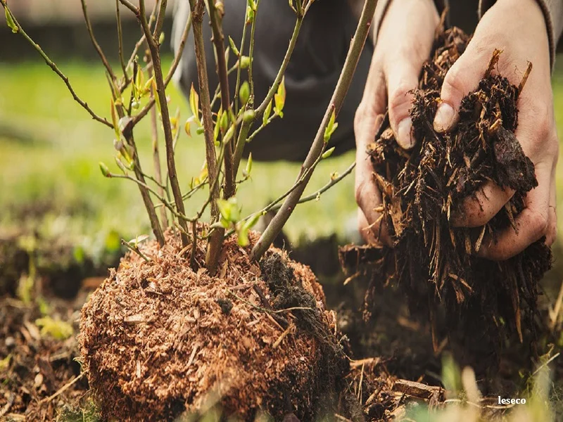 Protection des forets au Maroc : reforme ANEF, sanctions environnementales et strategie durable 2020-2030