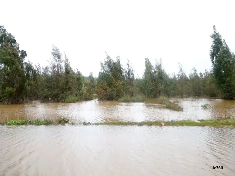Intemperies au Gharb et Loukkos : la filiere agrumes marocaine menacée, exportations et emplois en danger